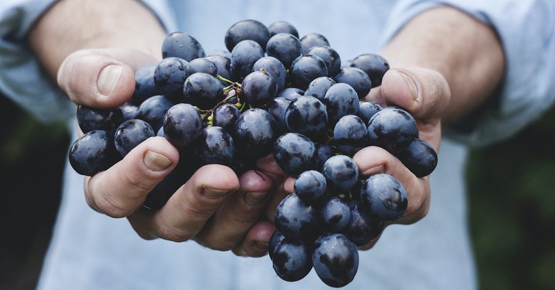 hands holding bunch of grapes outside; is Jesus' parable of the vineyard relevant today?